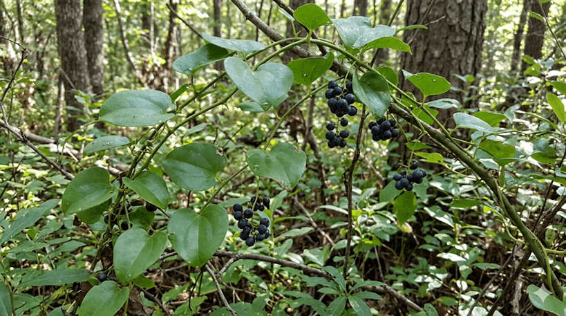Common Greenbrier